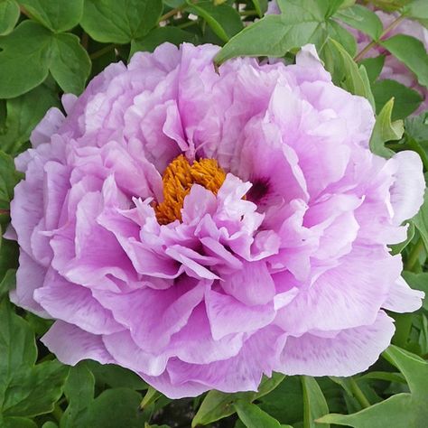 Parentage Rock’s Variety x Kamata Fuji. First bloomed 1990. This Moutan tree peony is Double lavender with stamens, pollen and seeds. Reliable, good stem strength, height 36″ high x 54″ wide. Early bloom. Lavender petals and filaments, cream lavender sheath, reddish carpel tips, dark purple flares, 6-7 inch flowers are double (30+ petals) and fragrant. Peony Tree, Tree Peonies, Lavender Petals, Tree Peony, Purple Garden, Public Garden, Dark Purple, Botanical Gardens, Garden Plants