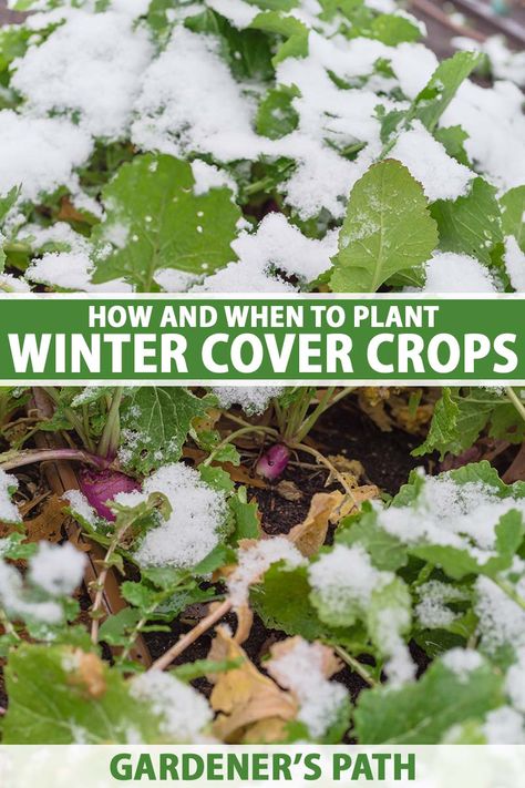 Winter Cover Crops For Gardens, Cover Crops For Gardens, Cold Weather Crops, Gardening Veggies, Garden Notebook, Cover Crops, The Off Season, Winter Gardening, Planting Tips