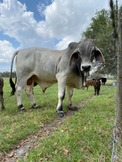 Lake Stacy #cow #calf #bull #cattle #brahman #florida #southern #ranch #farm #lakestacy Brahma Cow, Ranch Cows, Brahman Cattle Art, Cows Aesthetic, Swamp Cabbage, Brahman Cattle, Brahman Cattle Photography, Obudu Cattle Ranch, Live Nativity