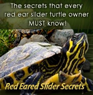 Red Ear Turtle, Turtle Enclosure, Red Eared Slider Turtle, Turtle Aquarium, Turtle Care, Slider Turtle, Painted Turtle, Tortoise Care, Turtle Time