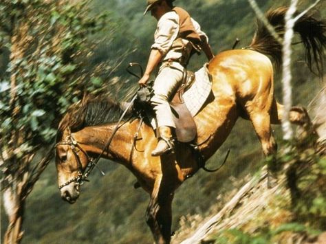 The Man from Snowy River. One of my all-time favorites. (1982) Reminds me of family movie nights when my babies were little. The Man From Snowy River, Man From Snowy River, Snowy River, Famous Horses, Movies Worth Watching, Horse Names, All The Pretty Horses, Pet Peeves, Appaloosa