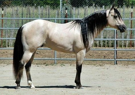 Buttermilk Buckskin Buttermilk Buckskin, Aqha Stallion, Aqha Horses, Quarter Horse Stallion, Buckskin Horse, 3 Horses, Horse Colors, Horse Inspiration, Beautiful Arabian Horses