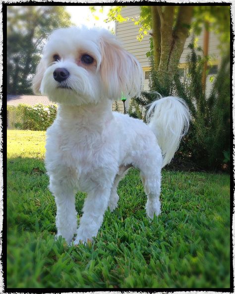 Coton De Tulear Short Haircut, Short Bichon Haircut, Maltese Dog Haircut, Short Maltese Haircut, Cavachon Haircut Styles, Short Maltipoo Haircut, Maltese Haircut Styles, Malshipoo Haircuts, Cavapoo Haircut Styles Short