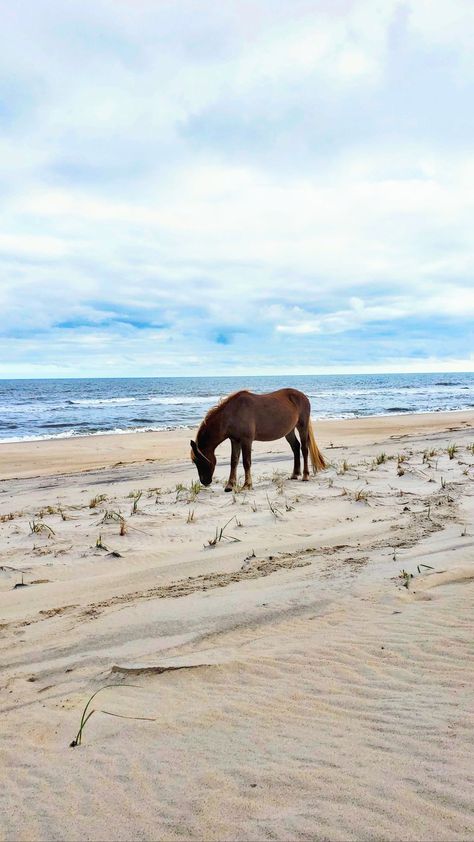 We visited Assateague Island a few years back 2019 to be exact a were so BLESSED to get up-close & personal with these beautiful & majestic island ponies.. Sadly some of these beautiful ponies have since passed but I am so happy to share my pictures from our visit.. GigiLynn #amateurimagesbygigi  #mybestshots #assateagueislandponies #assateagueisland  #alltheprettyhorses Fairytale Locations, Assateague Island, Chincoteague Island, All The Pretty Horses, I Am So Happy, 13th Birthday, Outer Banks, Travel Bucket List, Travel Bucket