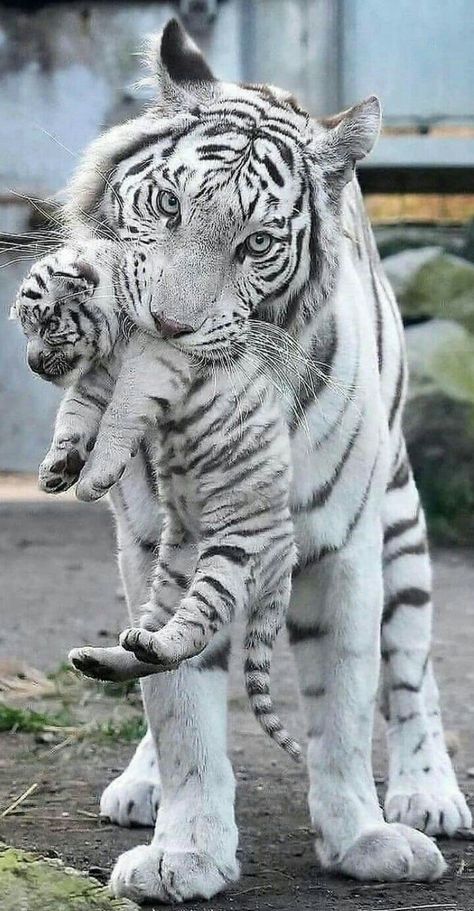 White Tiger Cubs, Tiger Cubs, White Tiger, White