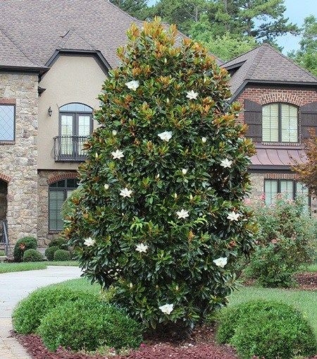 Magnolia Little Gem Little Gem Magnolia Tree, Magnolia Little Gem, Southern Magnolia Tree, Thuja Green Giant, Magnolia Grandiflora, Privacy Trees, Southern Magnolia, Magnolia Tree, Fast Growing Trees