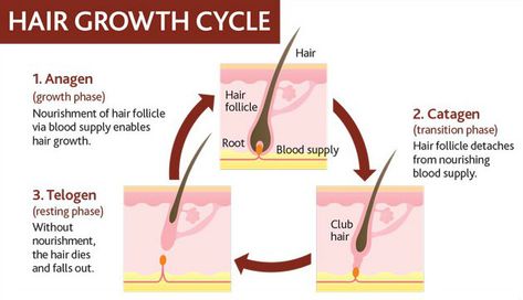 how to make facial hair grow thicker and faster naturally Growing Facial Hair, Hair Science, Hair Growth Cycle, Hair Regrowth Treatments, Hair Shedding, Beard Growth, Grow Hair Faster, Normal Hair, Hair Growth Tips