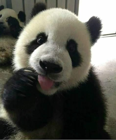 Panda Pfp, Funny Panda Pictures, Looking For A Girlfriend, Panda Costumes, Baby Panda Bears, Panda Baby, Panda Bears, Panda Love