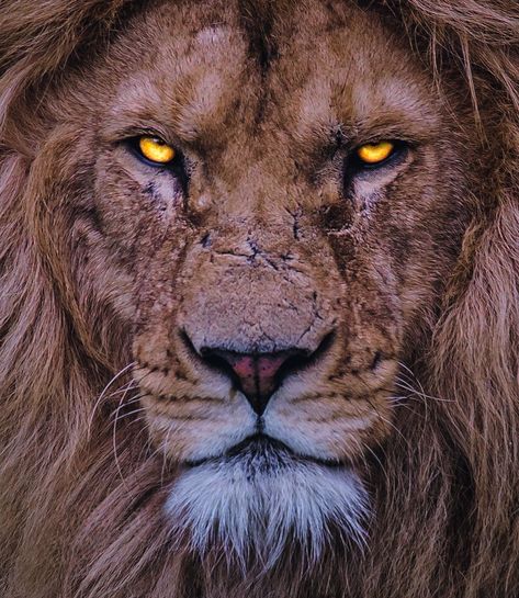 León, Leones, Lion, Big cat Injured Lion Wallpaper, Scary Lion, Lion Aesthetic, Lion Eyes, Lion Sketch, Lion Photography, Amazing Animal Pictures, Animal Illustration Art, Lion Wallpaper