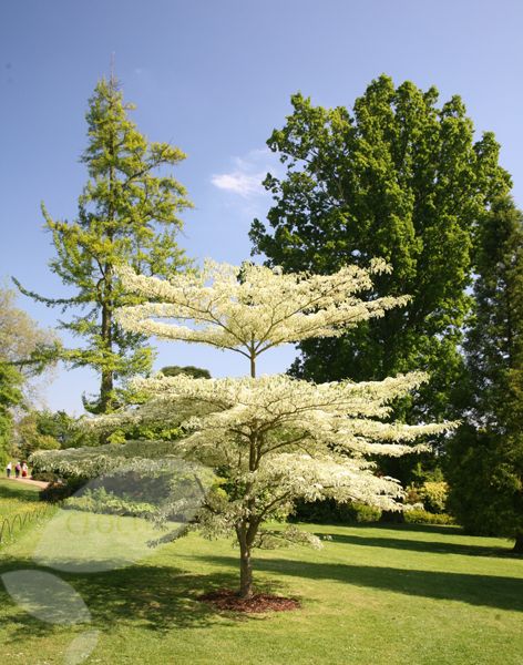 wedding cake tree Neighborhood Landscaping, Small Garden Uk, Cake Tree, Small Trees For Garden, Wedding Cake Tree, Garden Compost, Specimen Trees, Garden Shrubs, Side Yard