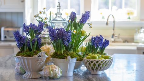 Forcing hyacinth bulbs to bloom indoors is simple; it just takes a little patience. Hyacinth Plant, Hyacinth Flowers, Miss Saigon, Indoor Flowers, Spring Bulbs, Propagating Plants, Growing Indoors, Planting Bulbs, Bulb Flowers