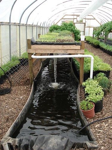 Aquaponics Greenhouse, Aquaponics Diy, نباتات منزلية, Aquaponic Gardening, Greenhouse Plans, Aquaponics System, Diy Greenhouse, Greenhouse Gardening, Haiwan Peliharaan