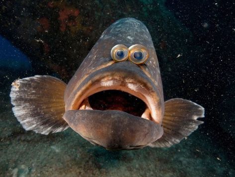 What If Animals Had Eyes In The Front Of Their Face Like Humans? (20 Unsettling Pics) - I Can Has Cheezburger? Weird And Funny, Photos Of Fish, Steampunk Animals, Fish Face, Cool Fish, Dogs Funny, Underwater Creatures, Rare Animals, Weird Creatures