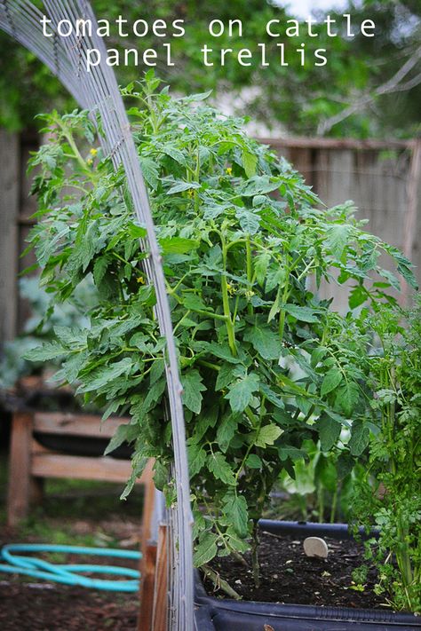 Tomato Cattle Panel Trellis, Cattle Panel Trellis Tomato, Garden Cattle Panel Trellis, Trellis For Tomatoes, Tennessee Gardening, Dandelion Garden, Cattle Panel Trellis, Panel Trellis, Grow Vertically