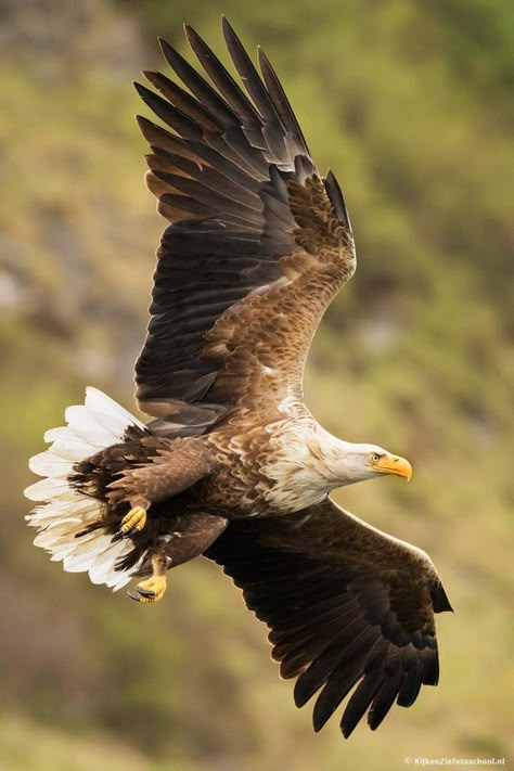 Birds Flying Photography, Bald Eagle Photography, Pastel Animals, Bald Eagle Tattoos, Flying Photography, Wildlife Drawings, Wedge Tailed Eagle, Beard And Mustache Styles, Iron Eagle