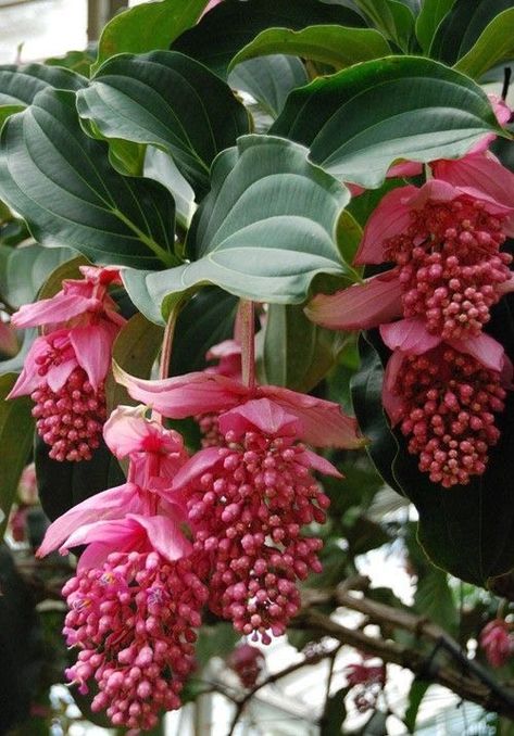 Exotic Flowers Tropical, Medinilla Magnifica, Rare Species, Pink Plant, Unusual Plants, Unusual Flowers, Rare Flowers, Plant Combinations, Exotic Plants