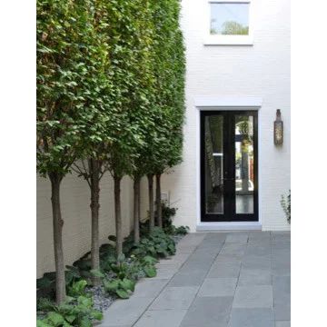 Hornbeam Tree, Outdoor Landscape Design, Side Walk, Landscaping Trees, Privacy Landscaping, Backyard Privacy, Have Inspiration, Black Doors, Courtyard Garden