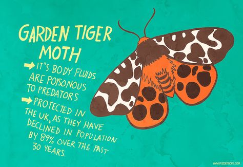 My Zoetrope: 097: Garden Tiger Moth Moth Facts, Garden Tiger Moth, Moth Species, Cute Moth, Trench Knife, Fun Facts For Kids, Animals Information, Tiger Moth, Animal Conservation