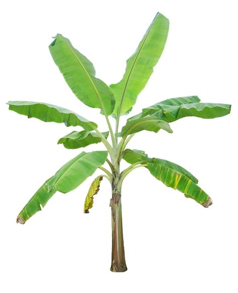 Banana tree isolated on white background | Premium Photo #Freepik #photo #tree-isolated #banana-leaf #jungle-plants #nature-leaf Banana Tree Png, Banana Tree Illustration, Banana Trees Landscape, Jungle Mural, Tree Watercolor, Photo Album Layout, Leaf Decoration, Banana Plants, Leaf Illustration