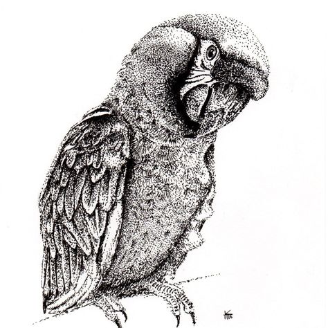 Pointalism Art, Dotted Drawings, Ink Pen Art, Scratchboard Art, Stippling Art, Bird Sanctuary, Bird Sketch, Pen Art Drawings, Owls Drawing