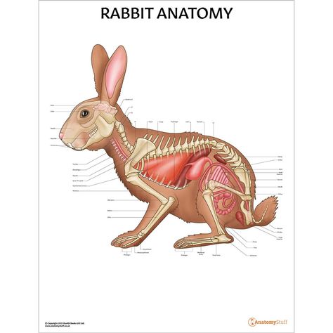 Veterinary Study, Rabbit Anatomy, Anatomy Chart, Anatomy Poster, Animal Anatomy, Bunny House, Anatomy Study, Washable Markers, Anatomy Drawing