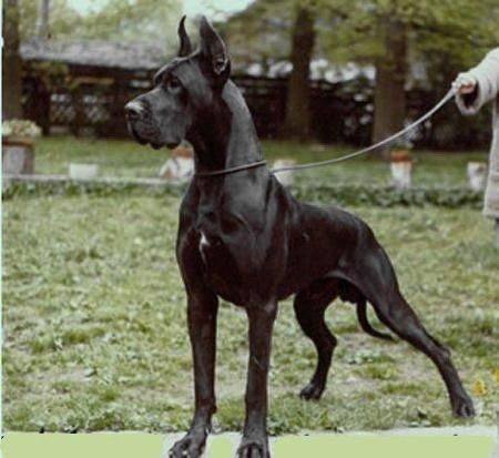 Great Dane Funny, Cute Dog Costumes, Black Great Danes, Organic Dog Food, Dane Puppies, Dog Aesthetic, Giant Breeds, Great Danes, Great Dane Puppy