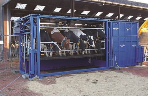 With this version, a hydraulic lift raises cows so that milking is more ergonomically friendly for the milkers. Homestead Milking Parlor, Milking Parlor Ideas, Milking Parlor, Cow Farm, For The Birds, Farm Equipment, The Birds, Sustainable Living, Open Air