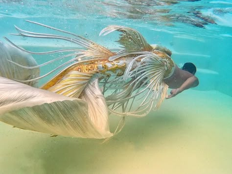 farahsunamun#angelmerman #thaimerman #thailandmerman #farahsunamun #farahsunamunfanpage #fantasy #white #gold #whiteandgold #goldfish #siamesefightingfish Photo by : @mumu18999 Gold Mermaid Tail, Realistic Mermaid Tails, Realistic Mermaid, Silicone Mermaid Tails, Mermaid Man, Fluid Movement, Siren Mermaid, Gold Mermaid, Water Spirit