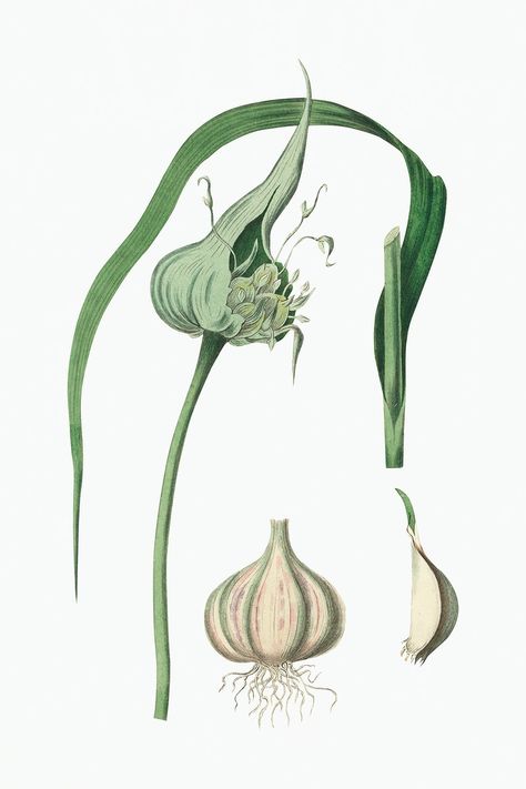 Botanical psd garlic plant vintage sketch | free image by rawpixel.com / nook Garlic Botanical Illustration, Garlic Drawing, Garlic Plant, Garlic Flower, Drawing Plants, Sketch Free, Garlic Garlic, Free Drawing, Flower Vintage