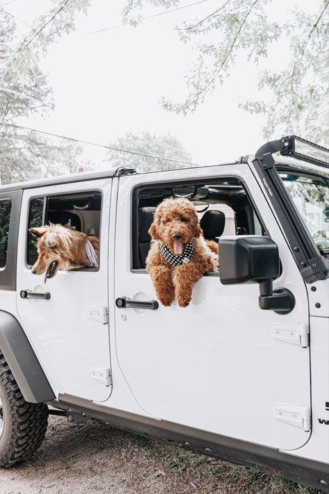 Jeep And Dog, Dog In Jeep, Jeep Astethic, Jeep Aesthetic, Pet Crates, Jeep Dogs, White Jeep, Really Cute Puppies, Jeep Jeep