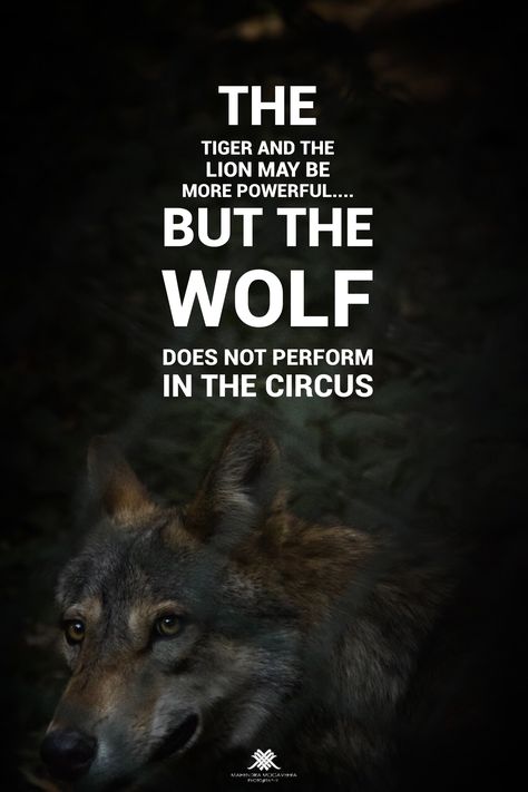 The tiger and The lion may be more powerful... But The wolf does not perform in the circus Mahendra Mogaveera photography The Tiger And The Lion May Be Powerful, Chimera Aesthetic, Sigma Infj, Wolf Mentality, Attitude Thoughts, Wolf Circus, Lone Wolf Quotes, Horrible Tattoos, Wolf Clipart