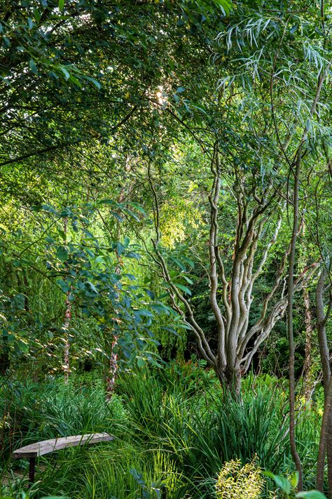 Woodland garden ideas: give your yard a leafy canopy | Woodland Garden Ideas, Woodland Planting, Naturalistic Garden, Landscaping Around Trees, Japanese Garden Landscape, Woodland Plants, Front Garden Design, Fast Growing Trees, Wild Beauty