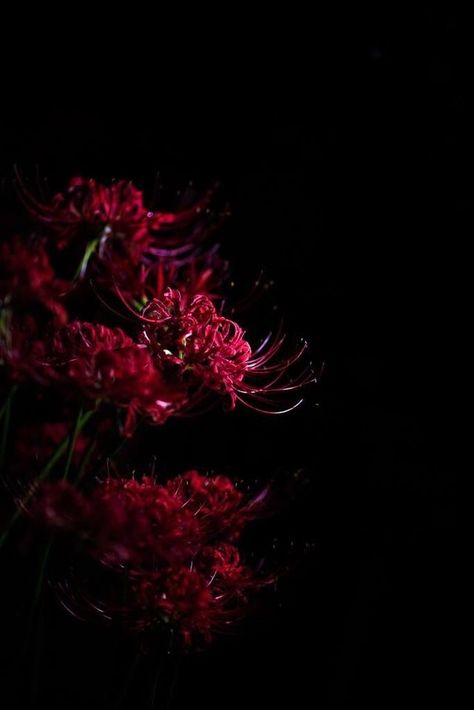 Diablo 4 Wallpaper, Tokyo Ghoul Flower, Spider Lilies, Red Spider Lily, Spider Lily, Red Spider, Space Phone Wallpaper, Red Blossoms, Abstract Wallpaper Design