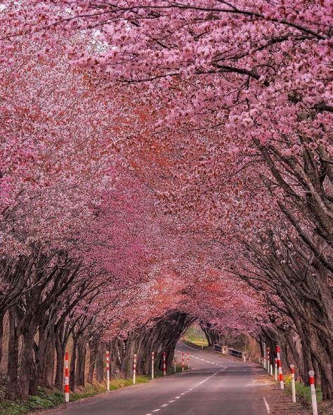 Morning Nature Photography, Aomori Japan, City Japan, Japan Sakura, Morning Nature, Good Morning Nature, Aomori, Japan Culture, Pink Trees