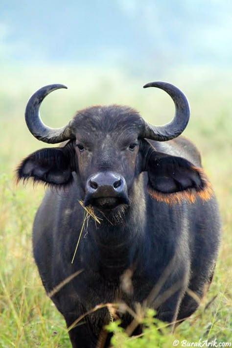 Burak Arik: Photography & Travel Inspiration // Photo: Buffalo Wilderness Animals, African Wildlife Photography, Buffalo Animal, African Buffalo, Wild Animals Photography, Kenya Safari, Wild Animals Pictures, Safari Travel, It Funny