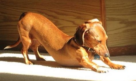 downward facing dog Dachshund Training, Dachshund Breed, Dachshund Funny, Dog Yoga, Long Haired Dachshund, Popular Dog Breeds, Most Popular Dog Breeds, Funny Dachshund, Downward Dog