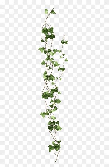 Vines Png, Virginia Creeper Vine, White Flowering Plants, Botany Illustration, Vine Drawing, Ivy Plant, Green Grass Background, Leaf Png, Cartoon Trees