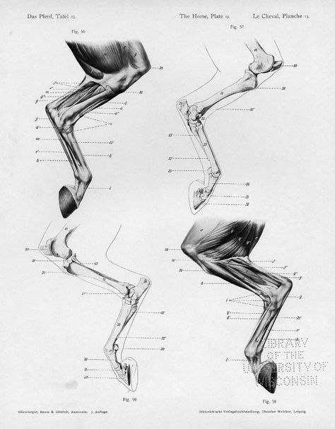 Horse anatomy by Herman Dittrich - hind legs Drawing Legs, Horse Sketch, Horse Anatomy, Animal Anatomy, Anatomy For Artists, Anatomy Study, Horse Drawing, Horse Drawings, Reference Pictures