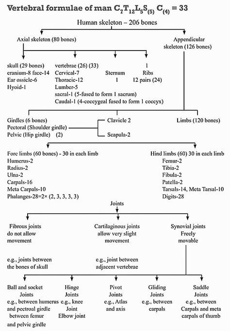 General Anatomy Notes, Excretory Products And Their Elimination Neet Notes, Biology Diagrams For Neet, Neet Exam Notes Biology Ncert, Neet 2024 Reduced Syllabus, Class 11 Biology Notes Locomotion And Movement, Neet Exam Notes Biology Human Physiology, Breathing And Exchange Of Gases Notes For Neet, Locomotion And Movement Notes