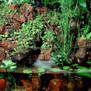 Aqua Terrarium, Tiger Salamander, Garter Snake, Nature Destinations, Question Marks, Some Interesting Facts, Interesting Facts About Yourself, Real Nature, Mangrove Forest