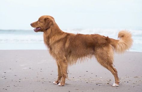 Nova Scotia Duck Tolling Retriever Duck Toller, Golden Retriever Baby, Dog Character, Fit Dogs, Akc Breeds, Nova Scotia Duck Tolling Retriever, Dogs Stuff, Water Dog, Sporting Dogs