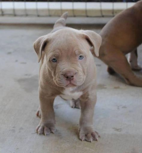 . Tan Pitbull, Pittie Puppies, Pit Bull Puppies, Nanny Dog, Pitt Bull, Pitbull Puppy, Pitbull Lover, Pitbull Puppies, Sweet Dogs