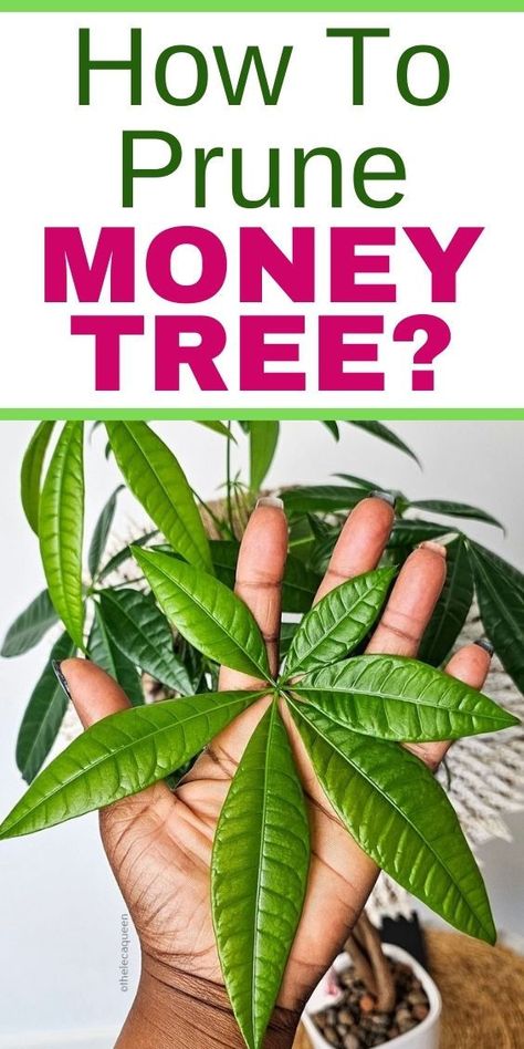 "Money tree care, Money tree pruning tips, When to prune money tree, Money 
tree maintenance, Pruning money tree branches, Money tree growth, Money 
tree pruning schedule, How to trim money tree, Reasons to prune money tree, 
Money tree trimming techniques"- Peace Lily Grown In Water
- Peace Lily Care
- Peace Lily Care Outdoor
- Peace Lily Fertilizer
- Peace Lily Soil
- Peace Lily Repotting
- Peace Lily Outdoor Money Tree Care, Money Tree Plant Care, Money Plant Care, Money Tree Bonsai, Money Tree Plant, Pachira Aquatica, Planting Plants, Cactus House Plants, Thanksgiving Cactus