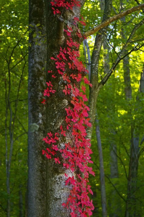 . Mountains Photo, Gatlinburg Cabin Rentals, Virginia Creeper, Pigeon Forge Cabins, Mountains Hiking, Gatlinburg Cabins, Cades Cove, Great Smoky Mountains National Park, Smoky Mountain National Park