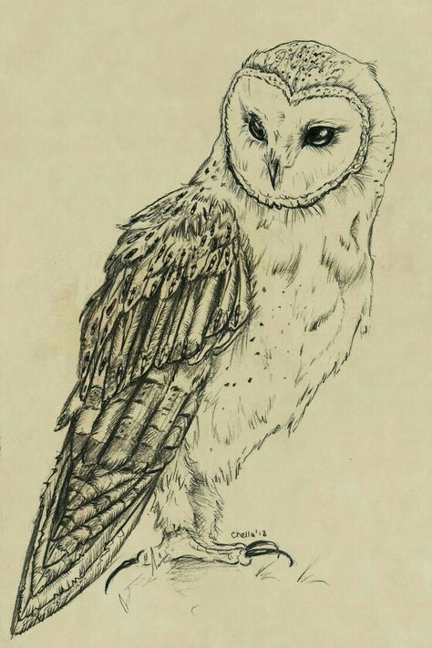 Owl Drawing, Barn Owl, A Drawing, Pen, Tattoos, White