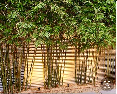 Bamboo Screen Garden, Bamboo Hedge, Bamboo Landscape, Bali Garden, Garden Fence Art, Bamboo In Pots, Bamboo Planter, Modern Fence Design, Bamboo Trellis