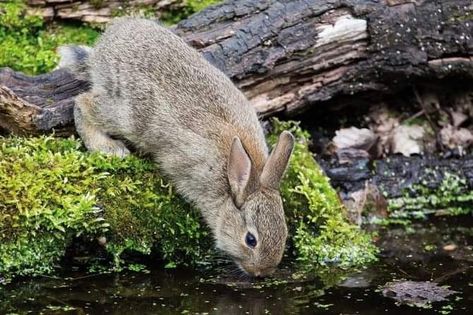 Woodland Home, Wild Rabbit, Happy Bunny, Lee Valley, Honey Bunny, Bunny Rabbits, A Pond, Walk In The Woods, Hamsters