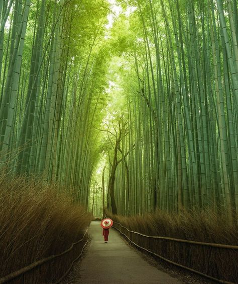 Japan Travel Photography, Buddhist Temples, Wooden Houses, Bamboo Forest, Destination Voyage, Nature Adventure, Japan Photo, Kyoto Japan, Landscape Photos