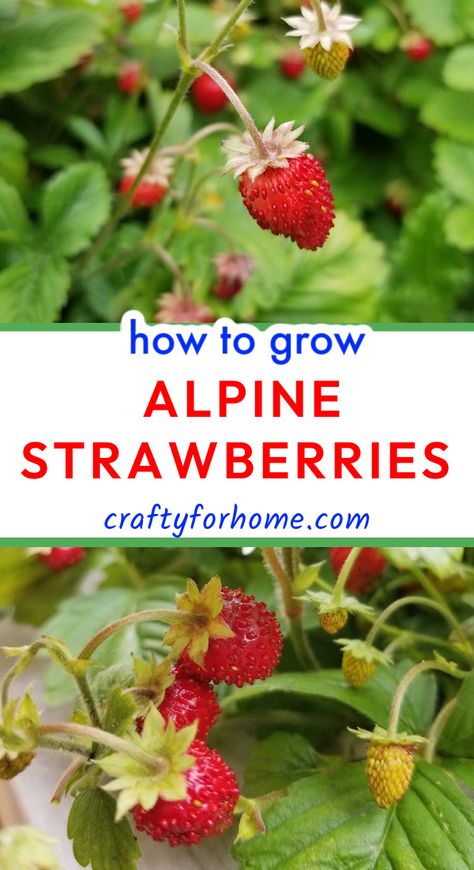 Vine ripen red Alpine strawberries ready to pick. Strawberry Seedlings, Growing Plants From Seeds, Alpine Strawberries, Summer Harvest, Strawberry Plants, Backyard Farming, Container Gardening Vegetables, Hardy Plants, Delicious Treats