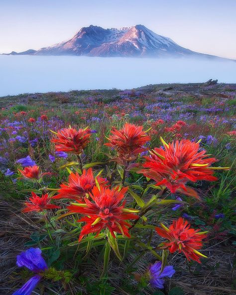 Mount St Helens, St Helens, Beyond Words, Nature Animals, Washington State, Nature Travel, Mount Rainier, Wonders Of The World, Beautiful Flowers